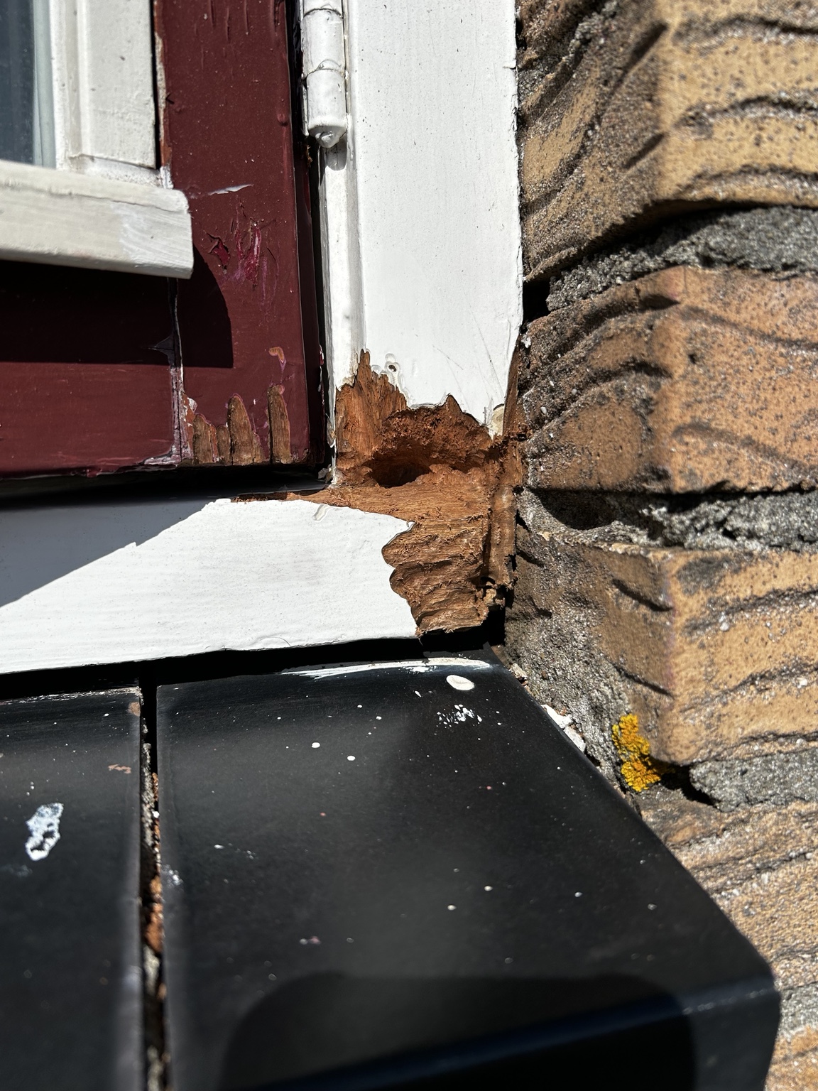 Houtrot voor reparatie